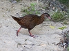 J17_4123 Weka